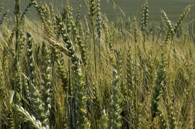 Close-up of wheat growing on field