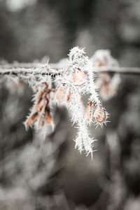 Close-up of frozen plant