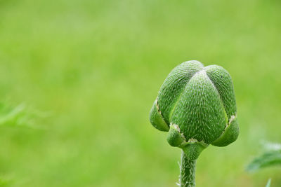 Close-up of plants