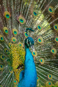 Close-up of peacock