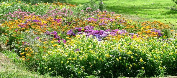 Fresh purple flowers in garden