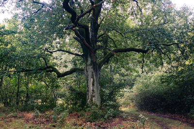 Trees in forest
