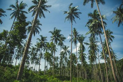 Low angle view of palm trees against sky