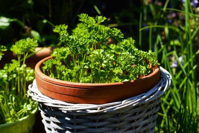 Close-up of potted plant