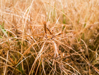 Close-up of insect on grass