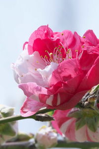 Close-up of pink flowers against sky