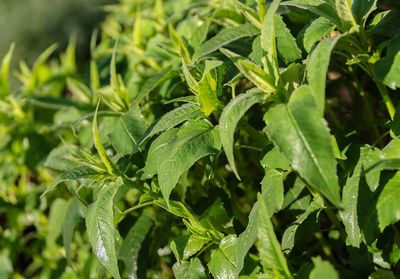 Full frame shot of fresh green leaves