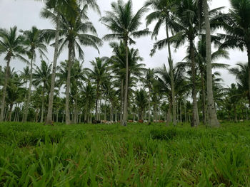 Panoramic view of palm trees on field against sky