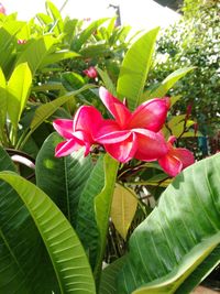 Close-up of pink flowers blooming outdoors