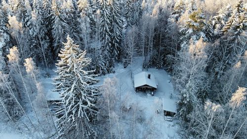 Snow covered trees in forest during winter