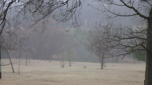 Bare trees on field during winter