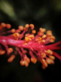 Close-up of red flower