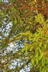 Low angle view of trees growing in forest