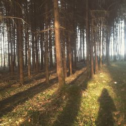 Trees growing in forest