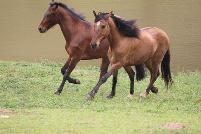 Horses running in ranch