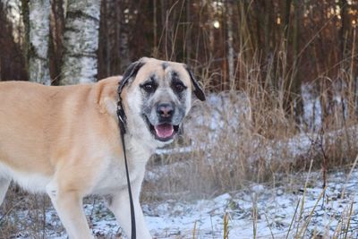 Dog in winter