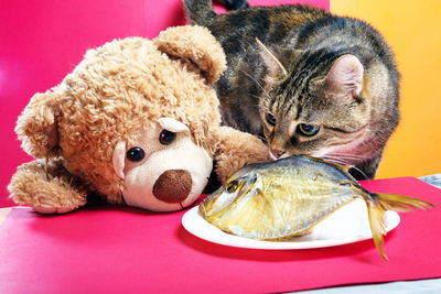 Close-up of a stuffed toy