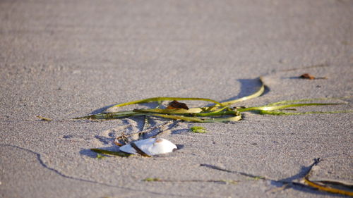 Close-up of dry leaves on sand