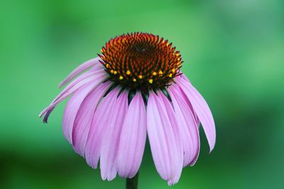 Close-up of eastern purple coneflower blooming outdoors