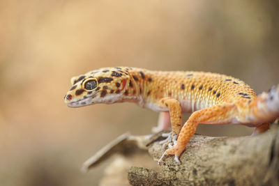 Close-up of lizard