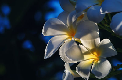 Close-up of white flowering plant