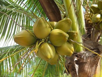 Low angle view of fruits on tree