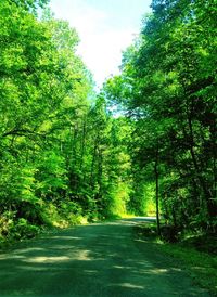 Empty road amidst trees