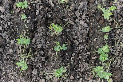 High angle view of plants growing on field