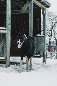 Horse standing in stable