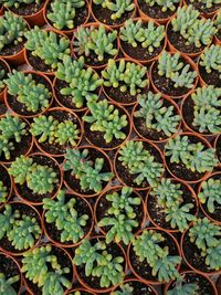 Full frame shot of potted plants on field