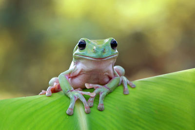 Close-up of tee frog on leaf