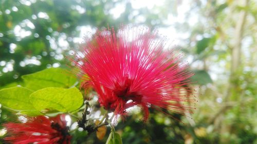 Close-up of red flower