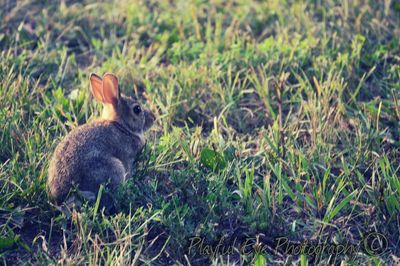 Rabbit on grassy field