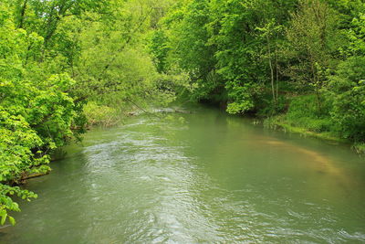 Scenic view of river amidst trees in forest