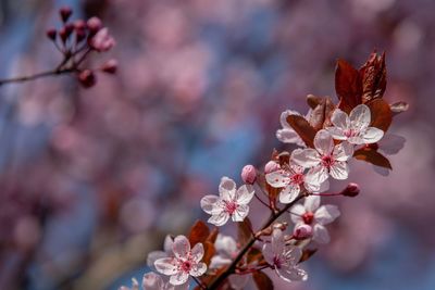 Close-up of cherry blossom