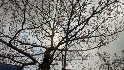 Low angle view of tree against sky