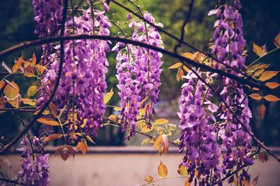 Close-up of purple flowers blooming on tree