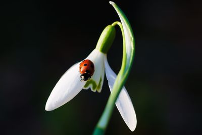 Close-up of ladybug on snowdrop