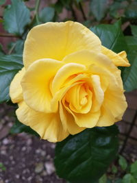 Close-up of yellow rose