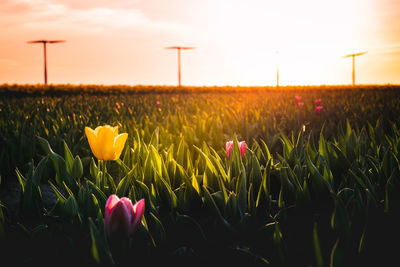 Close-up of tulips growing in field