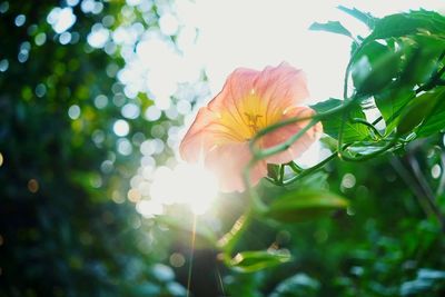 Close-up of flowers blooming in garden