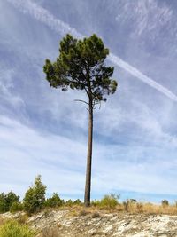 Low angle view of tree on field against sky