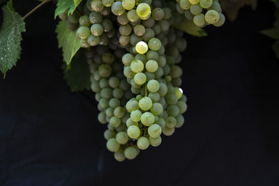 Close-up of grapes growing in vineyard