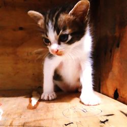 Cat looking away while standing on floor at home