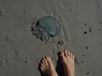 Low section of woman standing on beach by jellyfish