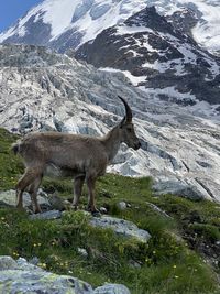 Close-up of an ibex in the french alps near chamonix