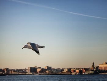 Seagull flying over sea against clear sky