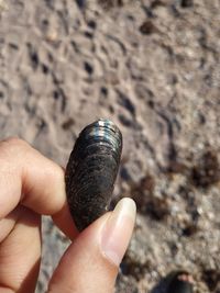 Close-up of hand holding shell