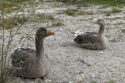 Ducks on a lake