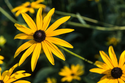 Close-up of yellow daisy flower